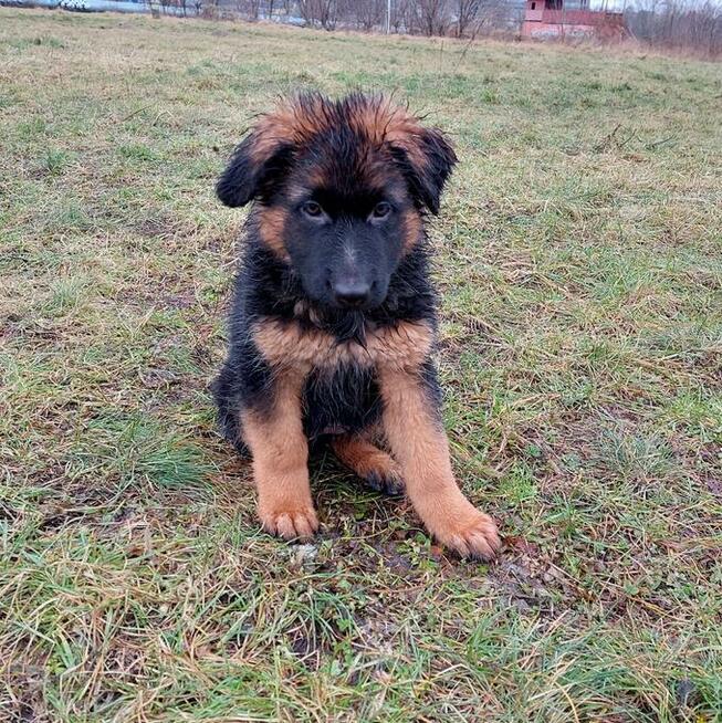 Szczenięta owczarek niemiecki długowłosy