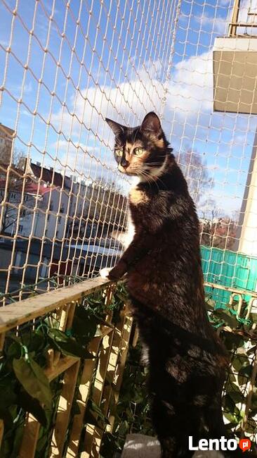 Siatka balkonowa, siatka dla kota, montaż siatki ochronnej