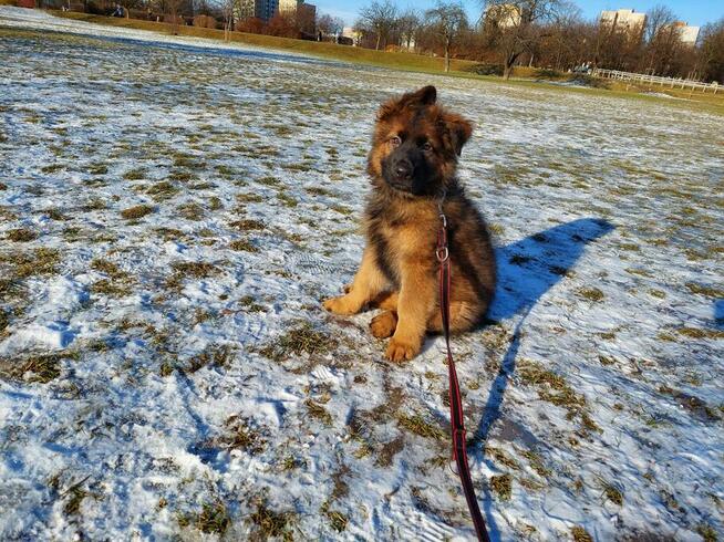 Szczenięta owczarek niemiecki długowłosy