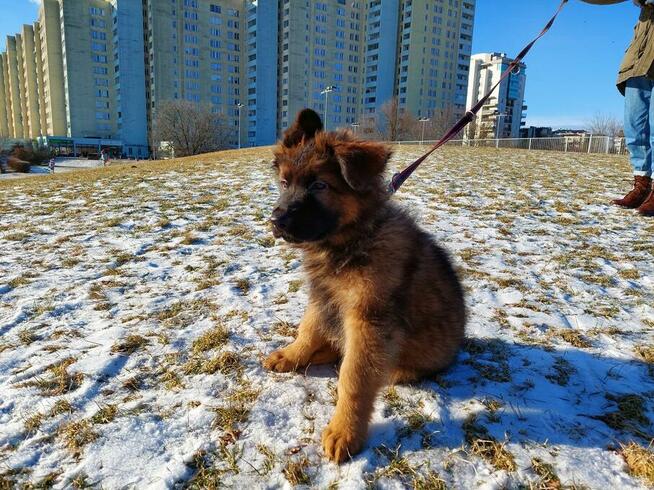 Szczenięta owczarek niemiecki długowłosy