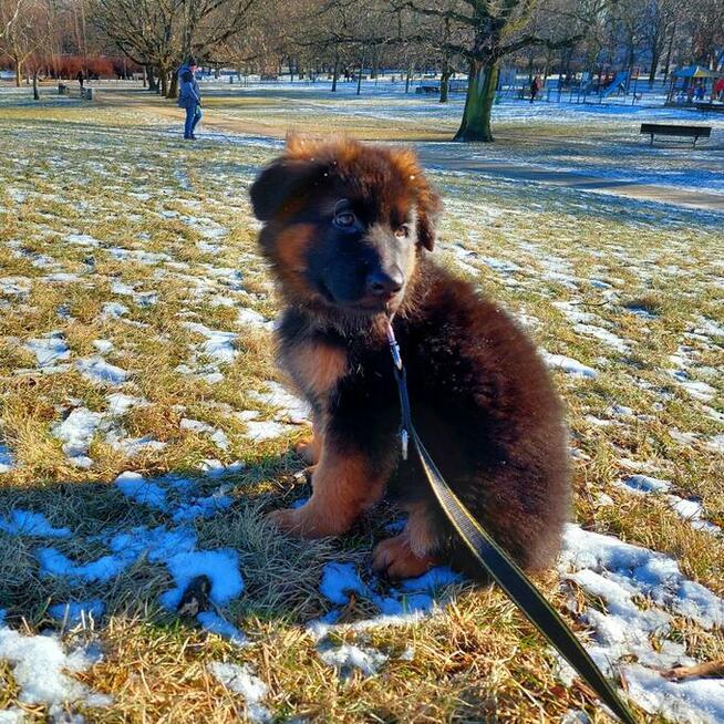 Szczenięta owczarek niemiecki długowłosy