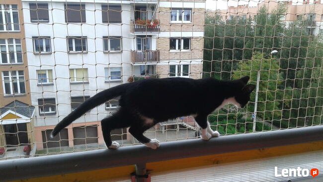 Siatka balkonowa, siatka dla kota, montaż siatki ochronnej