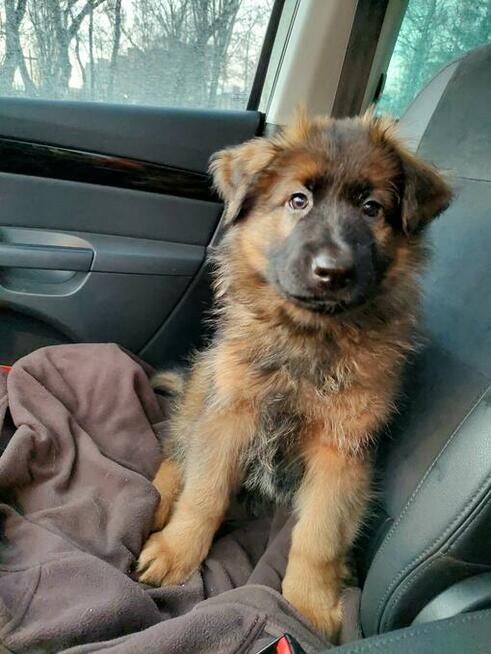 Szczenięta owczarek niemiecki długowłosy