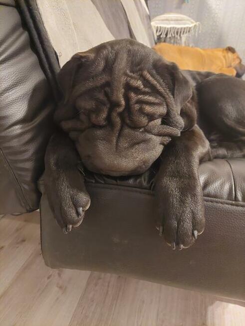 Shar Pei szczeniaki Warszawa