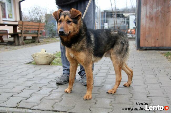 Center - miły średniaczek