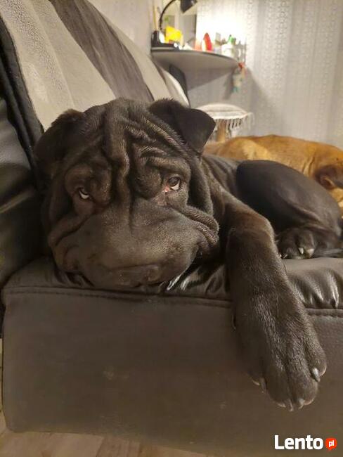 Shar Pei szczeniaki Warszawa