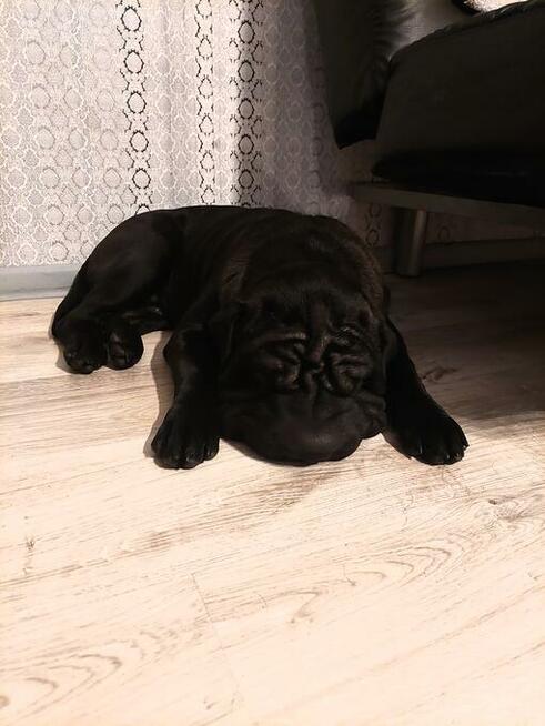 Shar Pei szczeniaki Warszawa