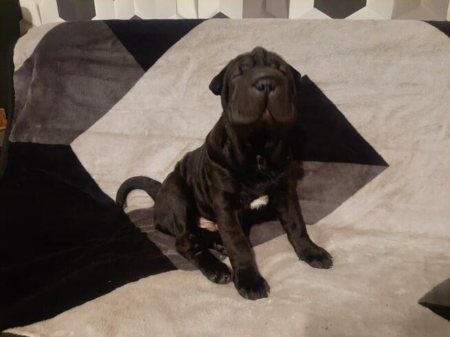 Shar Pei szczeniaki Warszawa