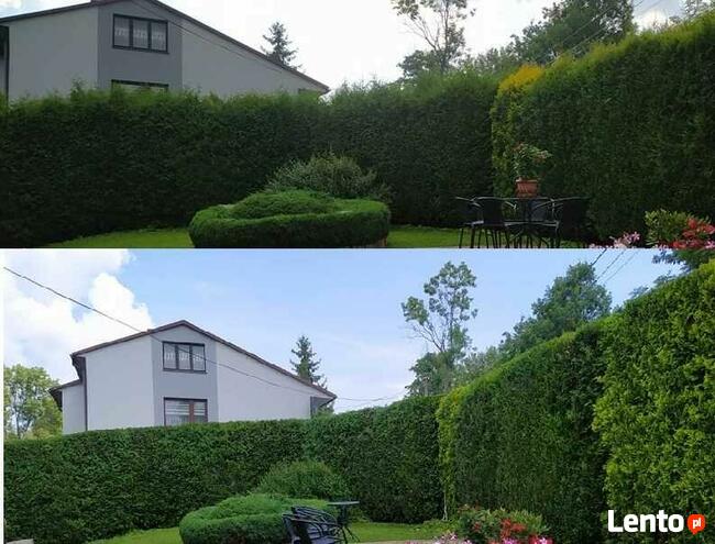 Przycinanie tuji i żywopłotów, wycinka drzew, WOLNE TERMINY