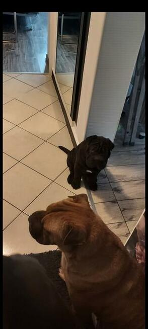 Shar Pei szczeniaki Warszawa