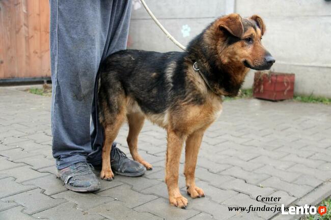 Center - miły średniaczek