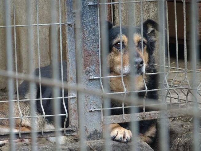 Łagodna sunia PUNIA prosi o domek