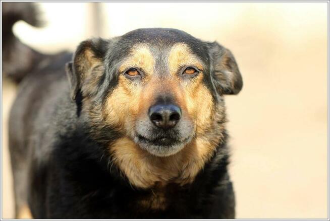 Łagodna sunia PUNIA prosi o domek