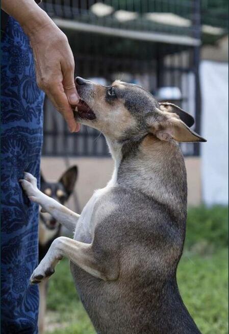 Malutka PIXIE prosi o domek