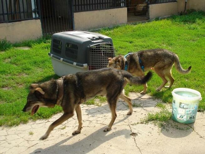 Grzeczne rodzeństwo Zytka i BRYTANEK marzą o ciepłym kącie