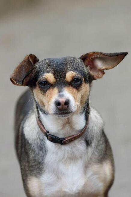 Malutka PIXIE prosi o domek