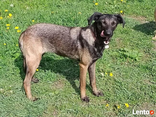 Młodziutkie Magia i Melba mix owczarki belgijskie