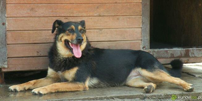 Łagodna sunia PUNIA prosi o domek