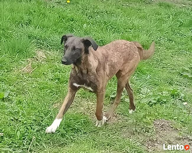 Młodziutkie Magia i Melba mix owczarki belgijskie