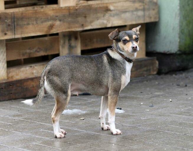 Malutka PIXIE prosi o domek