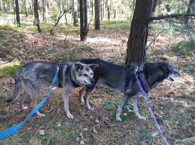 Grzeczne rodzeństwo Zytka i BRYTANEK marzą o ciepłym kącie