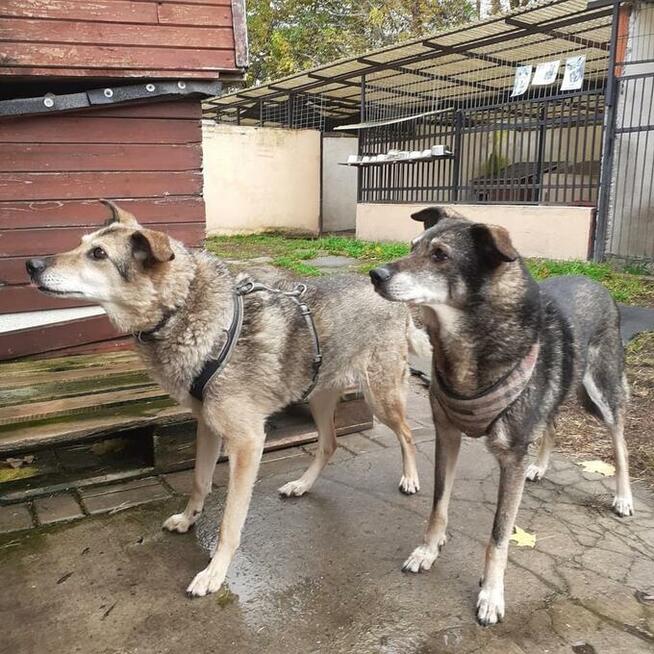Grzeczne rodzeństwo Zytka i BRYTANEK marzą o ciepłym kącie