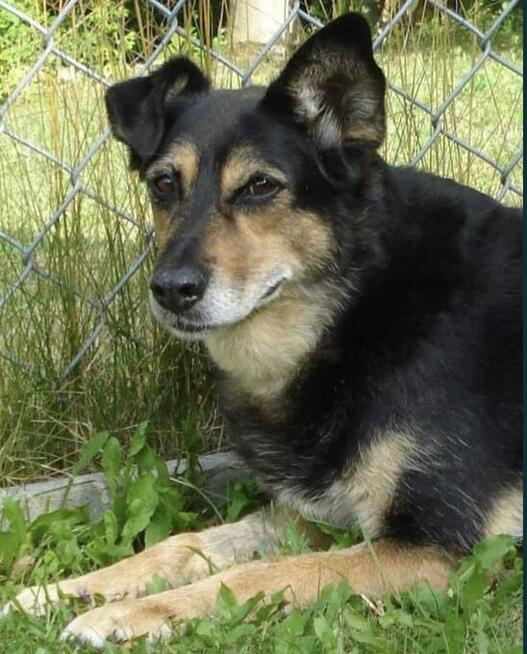 Łagodna sunia PUNIA prosi o domek