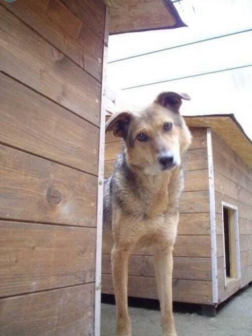 Grzeczne rodzeństwo Zytka i BRYTANEK marzą o ciepłym kącie
