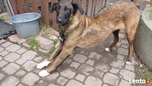 Młodziutkie Magia i Melba mix owczarki belgijskie