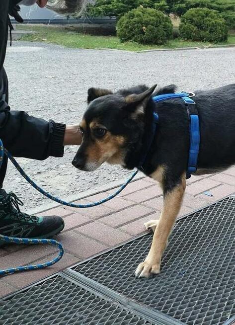 Łagodna sunia PUNIA prosi o domek