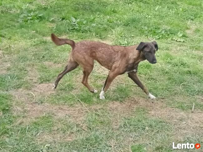 Młodziutkie Magia i Melba mix owczarki belgijskie