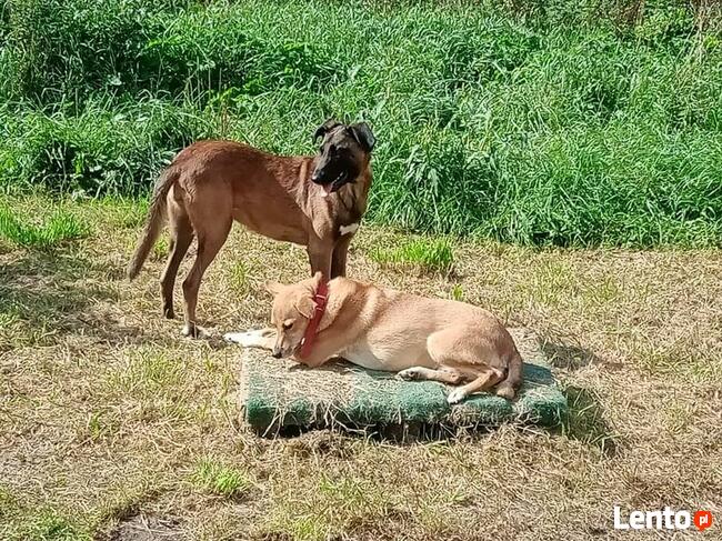 Młodziutkie Magia i Melba mix owczarki belgijskie
