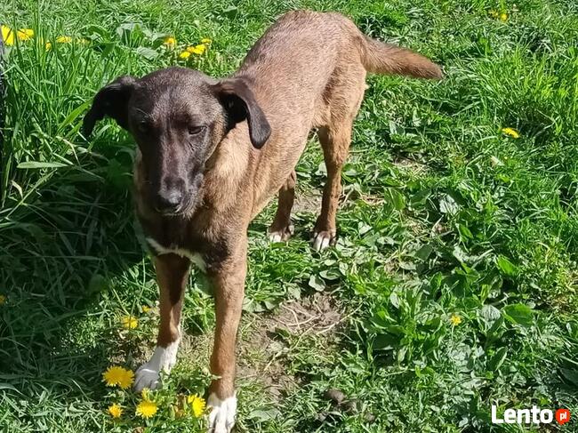 Młodziutkie Magia i Melba mix owczarki belgijskie