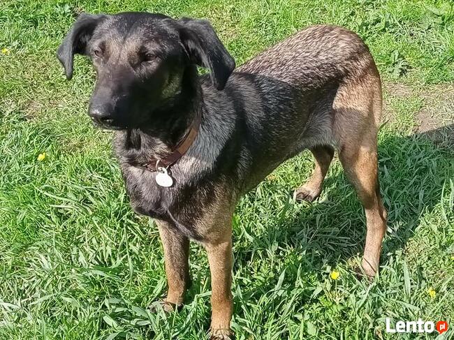 Młodziutkie Magia i Melba mix owczarki belgijskie