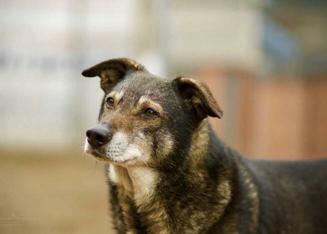 Grzeczne rodzeństwo Zytka i BRYTANEK marzą o ciepłym kącie