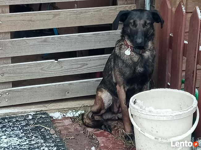 Młodziutkie Magia i Melba mix owczarki belgijskie