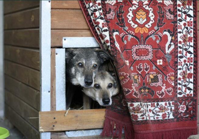 Grzeczne rodzeństwo Zytka i BRYTANEK marzą o ciepłym kącie