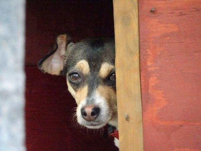 Malutka PIXIE prosi o domek