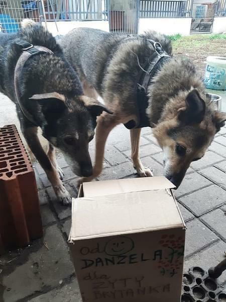 Grzeczne rodzeństwo Zytka i BRYTANEK marzą o ciepłym kącie