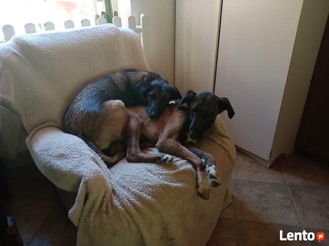 Młodziutkie Magia i Melba mix owczarki belgijskie