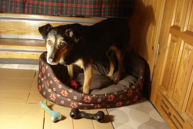 Łagodna sunia PUNIA prosi o domek