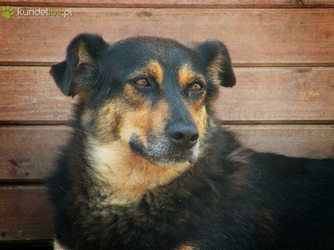 Łagodna sunia PUNIA prosi o domek