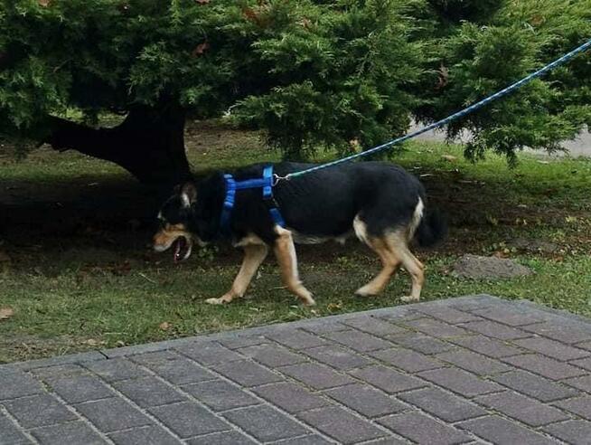 Łagodna sunia PUNIA prosi o domek
