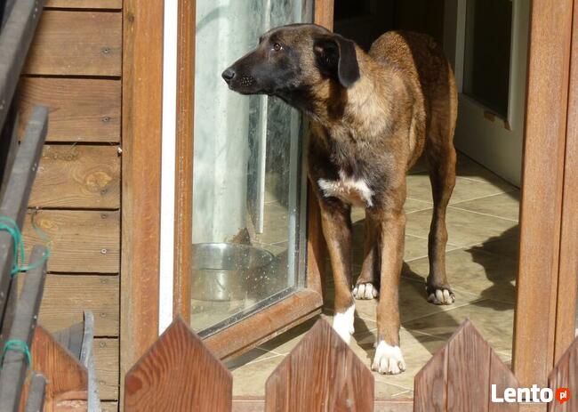 Młodziutkie Magia i Melba mix owczarki belgijskie