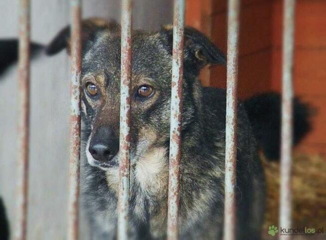 Grzeczne rodzeństwo Zytka i BRYTANEK marzą o ciepłym kącie