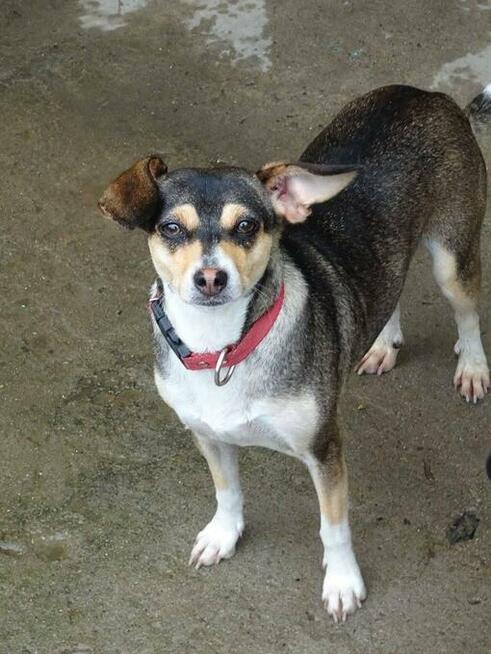 Malutka PIXIE prosi o domek