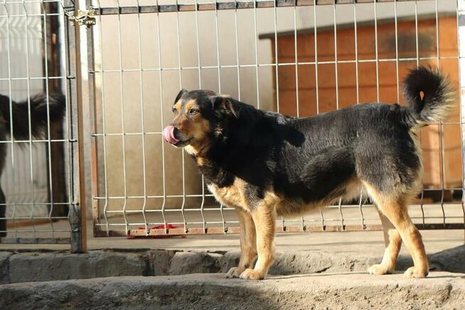 Łagodna sunia PUNIA prosi o domek