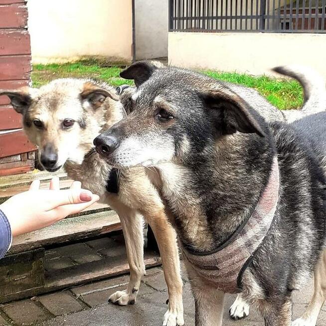 Grzeczne rodzeństwo Zytka i BRYTANEK marzą o ciepłym kącie