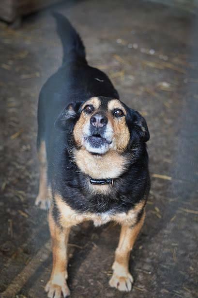 Łagodna sunia PUNIA prosi o domek