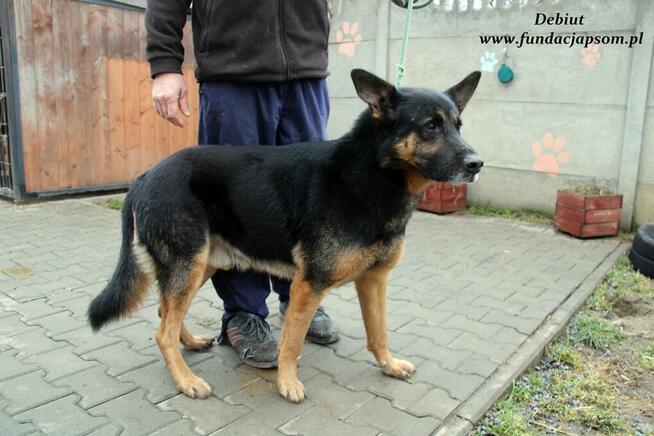 Debiut - spokojny owczarek